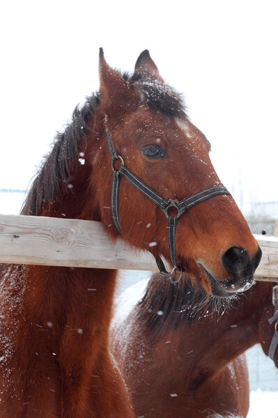 Feeding horses