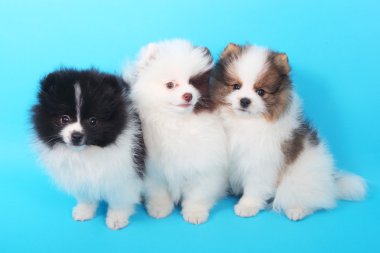 Spitz köpekleri