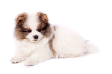 Spitz köpek yavrusu