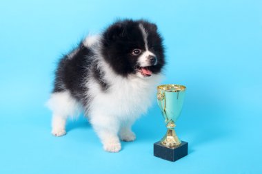 Spitz köpek yavrusu kazanan