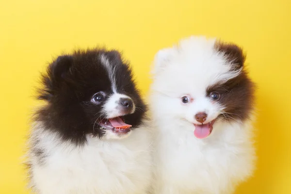 Cachorros Spitz — Foto de Stock