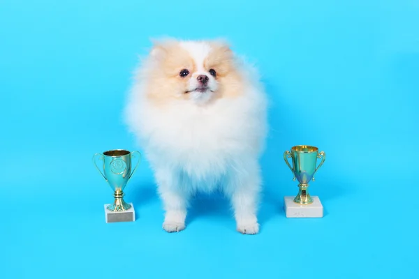 Ganador del cachorro Spitz — Foto de Stock