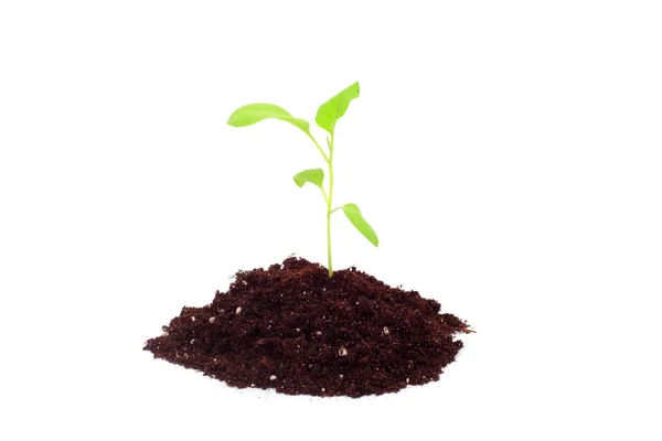 Aubergine sprouts — Stock Photo, Image