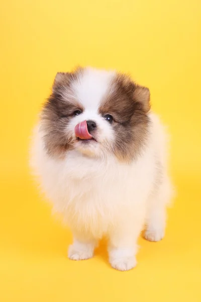 Spitz pup — Stockfoto