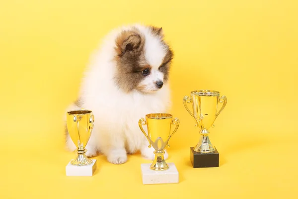 Spitz puppy winner — Stock Photo, Image