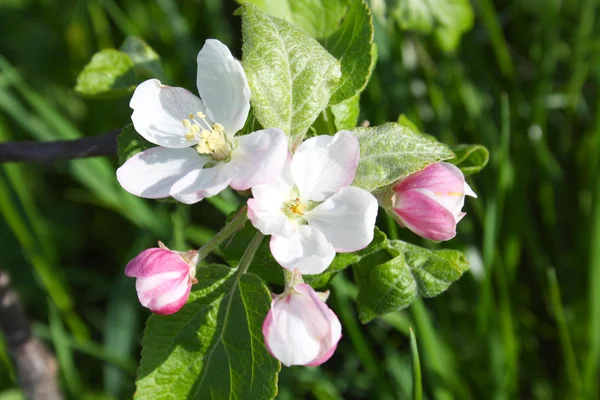 Pommes en fleurs — Photo