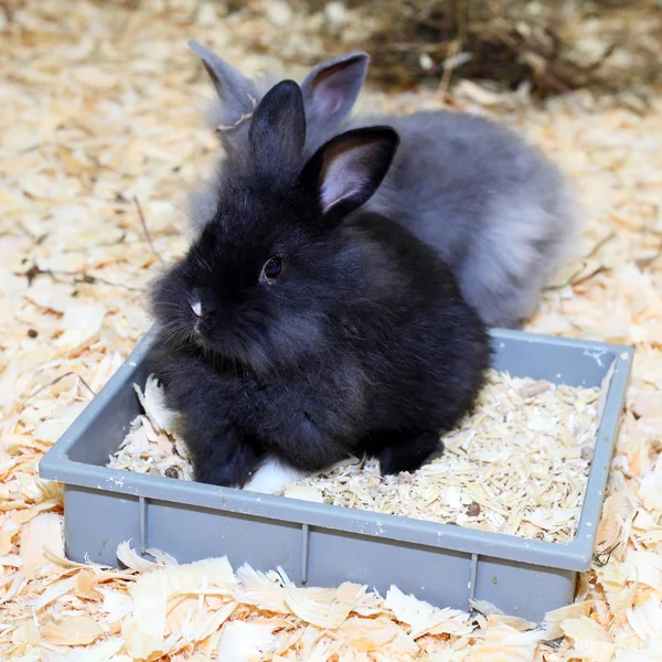 Två små kaniner — Stockfoto