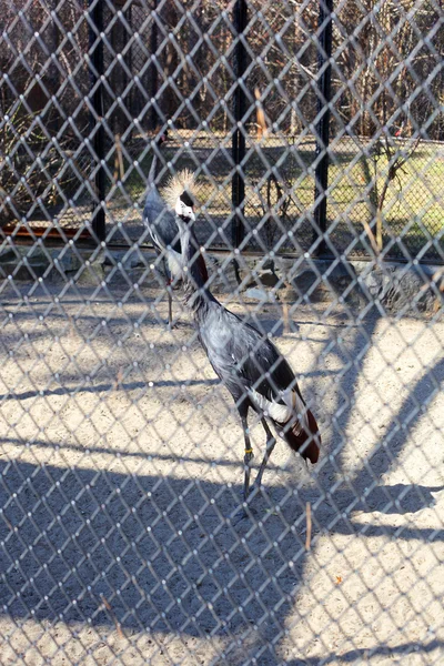 Vackra crane — Stockfoto