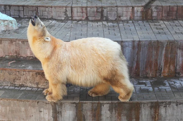 Weißbär — Stockfoto