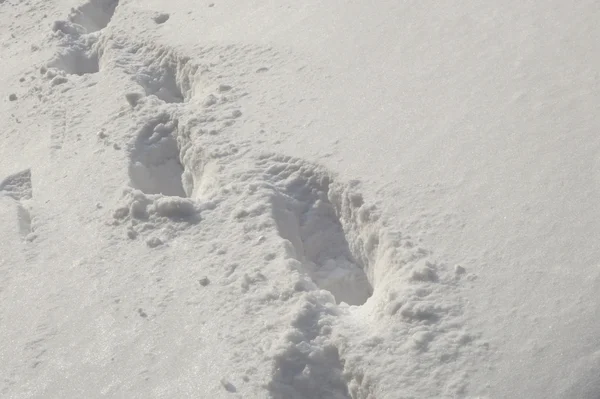 Fußstapfen im Schnee — Stockfoto