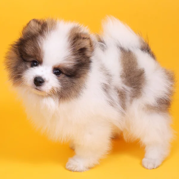 Spitz pup — Stockfoto