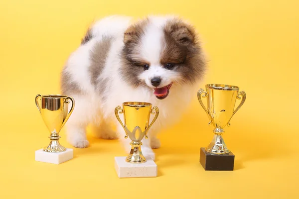 Spitz puppy winner — Stock Photo, Image