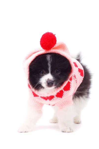 Spitz puppy — Stock Photo, Image