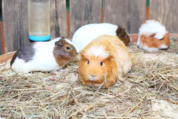 Schattige kleine hamsters — Stockfoto