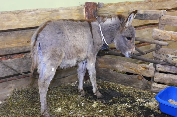 Little donkey — Stock Photo, Image