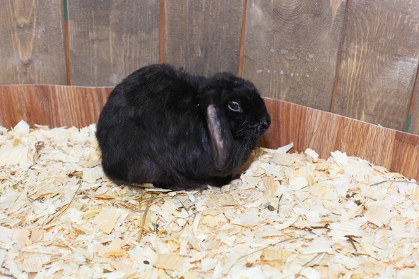 Cute little rabbit — Stock Photo, Image