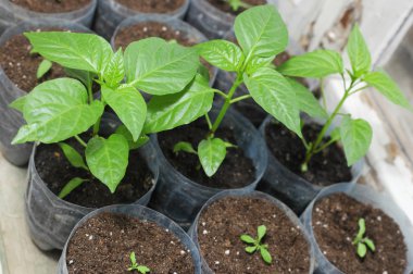 tatlı biber lahanası