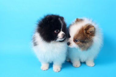 Spitz köpekleri