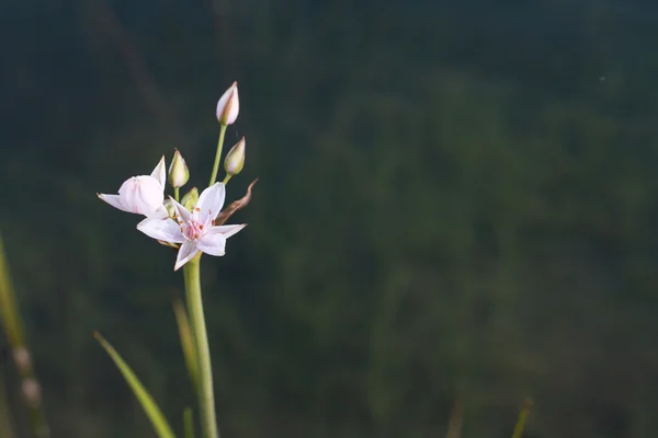 Wasserblume — Stockfoto