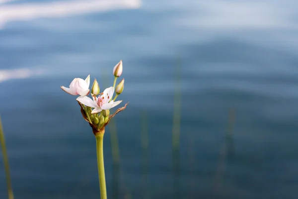 Water flower — Stock Photo, Image
