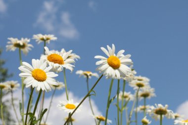 Camomile flowers clipart