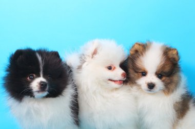 Spitz köpekleri