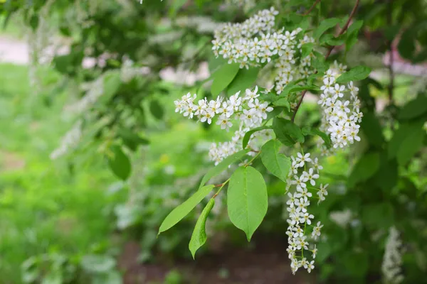 Lilac bush — Stock Photo, Image