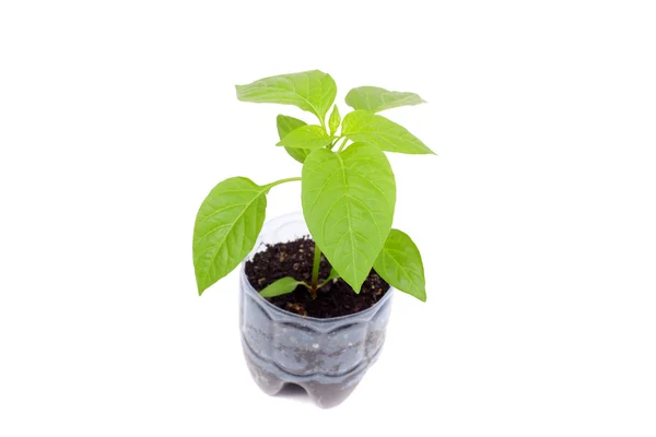 Sweet pepper sprouts — Stock Photo, Image