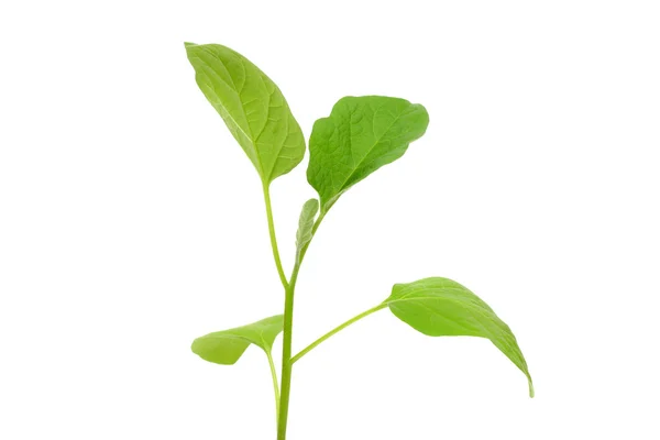 Aubergine sprouts — Stock Photo, Image