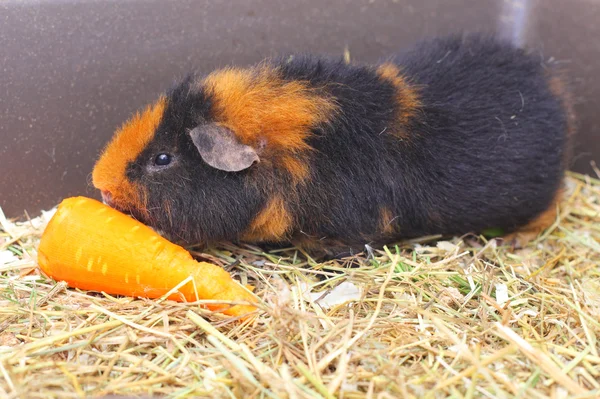 天竺鼠和胡萝卜 — 图库照片