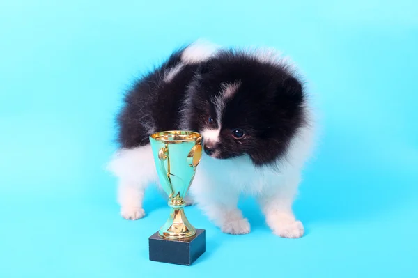 Ganador del cachorro Spitz — Foto de Stock