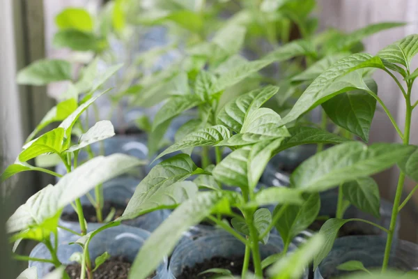 Paprika spruiten — Stockfoto