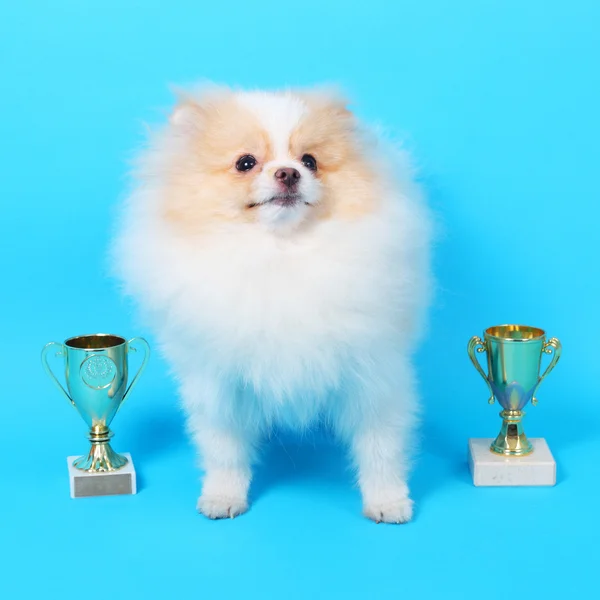 Spitz puppy winner — Stock Photo, Image