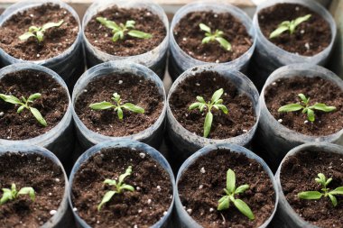 küçük yeşil bahar filizi