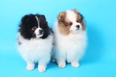 Spitz köpekleri
