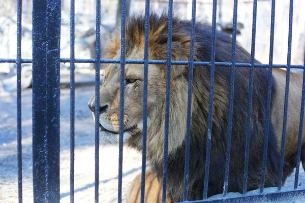 Gran león dentro de la jaula en el zoológico — Foto de Stock