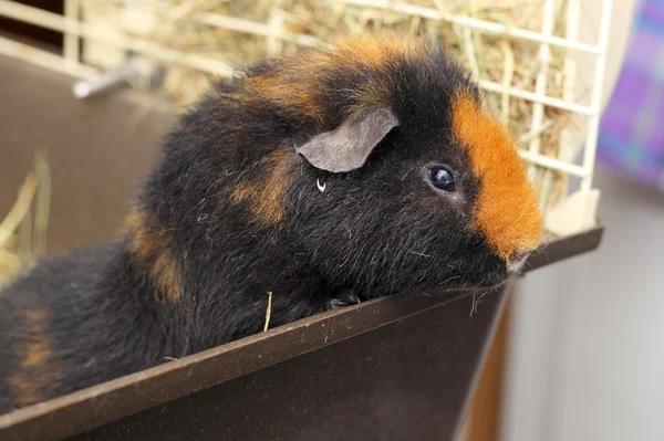 Schattige kleine cavy — Stockfoto