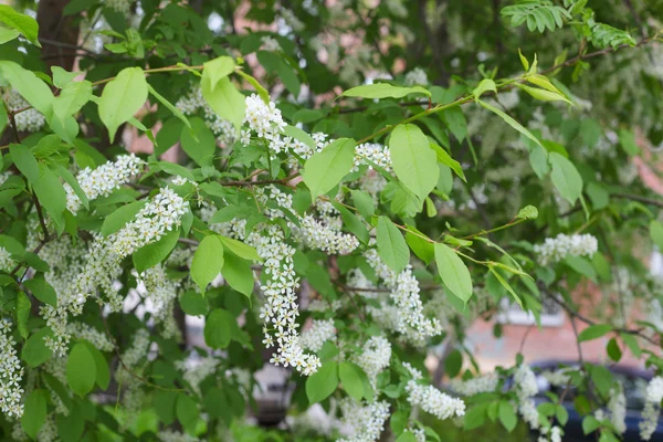 Lilac bush — Stock Photo, Image