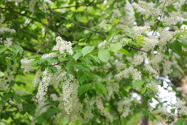 Lilac bush — Stock Photo, Image