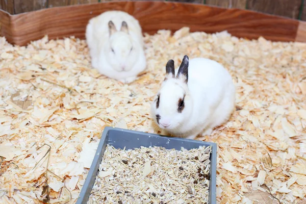 Białe króliki — Zdjęcie stockowe