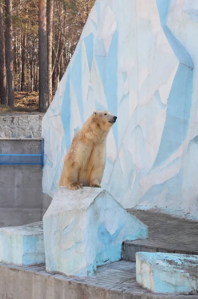 White bear — Stock Photo, Image