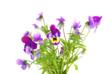 Menekşe Hercai Menekşe