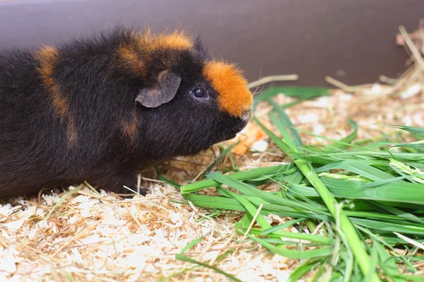 Alimentação cavy — Fotografia de Stock