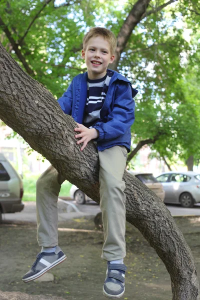 Liten pojke klättra i träd — Stockfoto