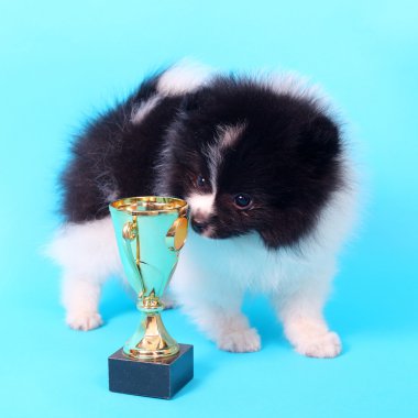 Spitz köpek yavrusu kazanan