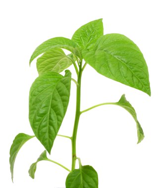 tatlı biber lahanası