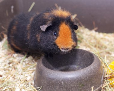 sevimli küçük cavy