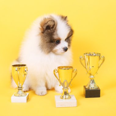 Spitz köpek yavrusu kazanan