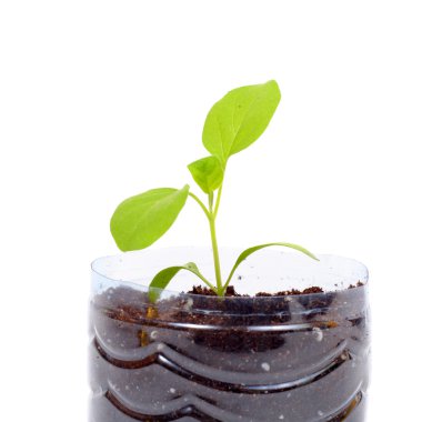 Patlıcan bahar filizi