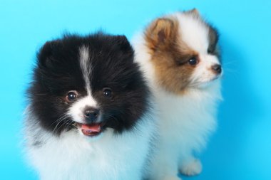 Spitz köpekleri